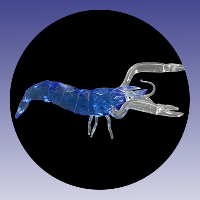 UGI-Shrimp01